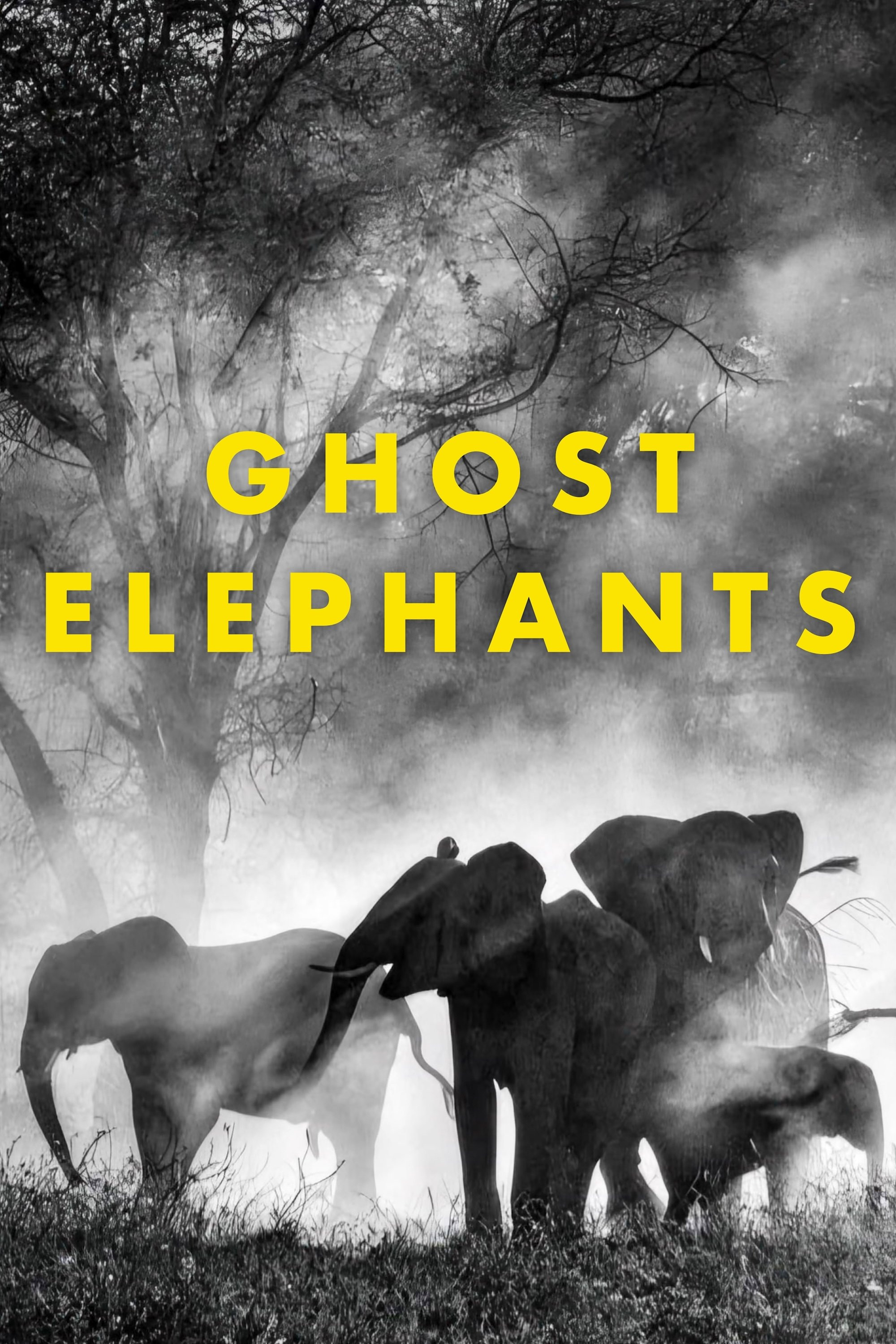 Ghost Elephants juliste